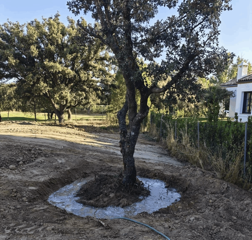 Transplante de árboles