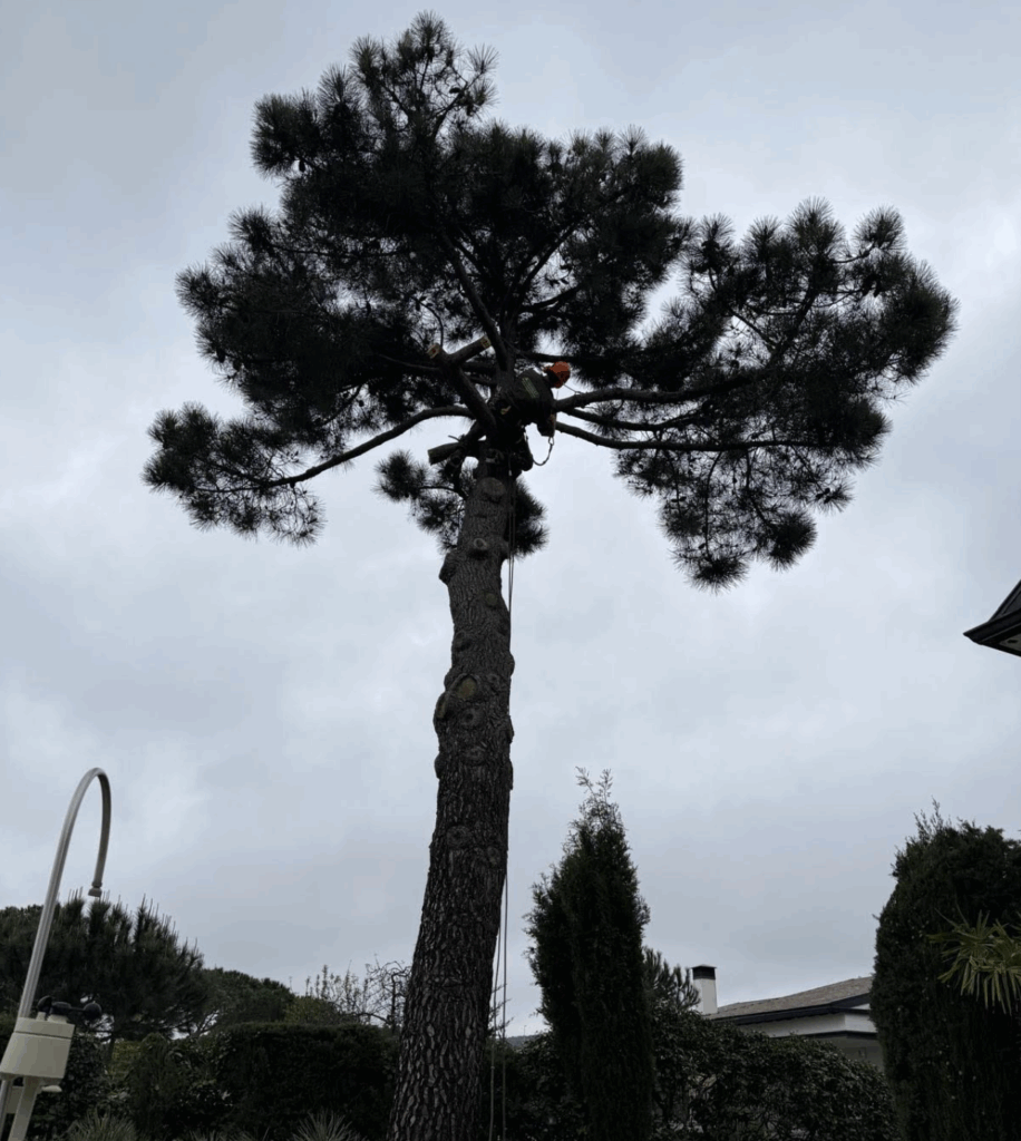 poda de arboles Madrid