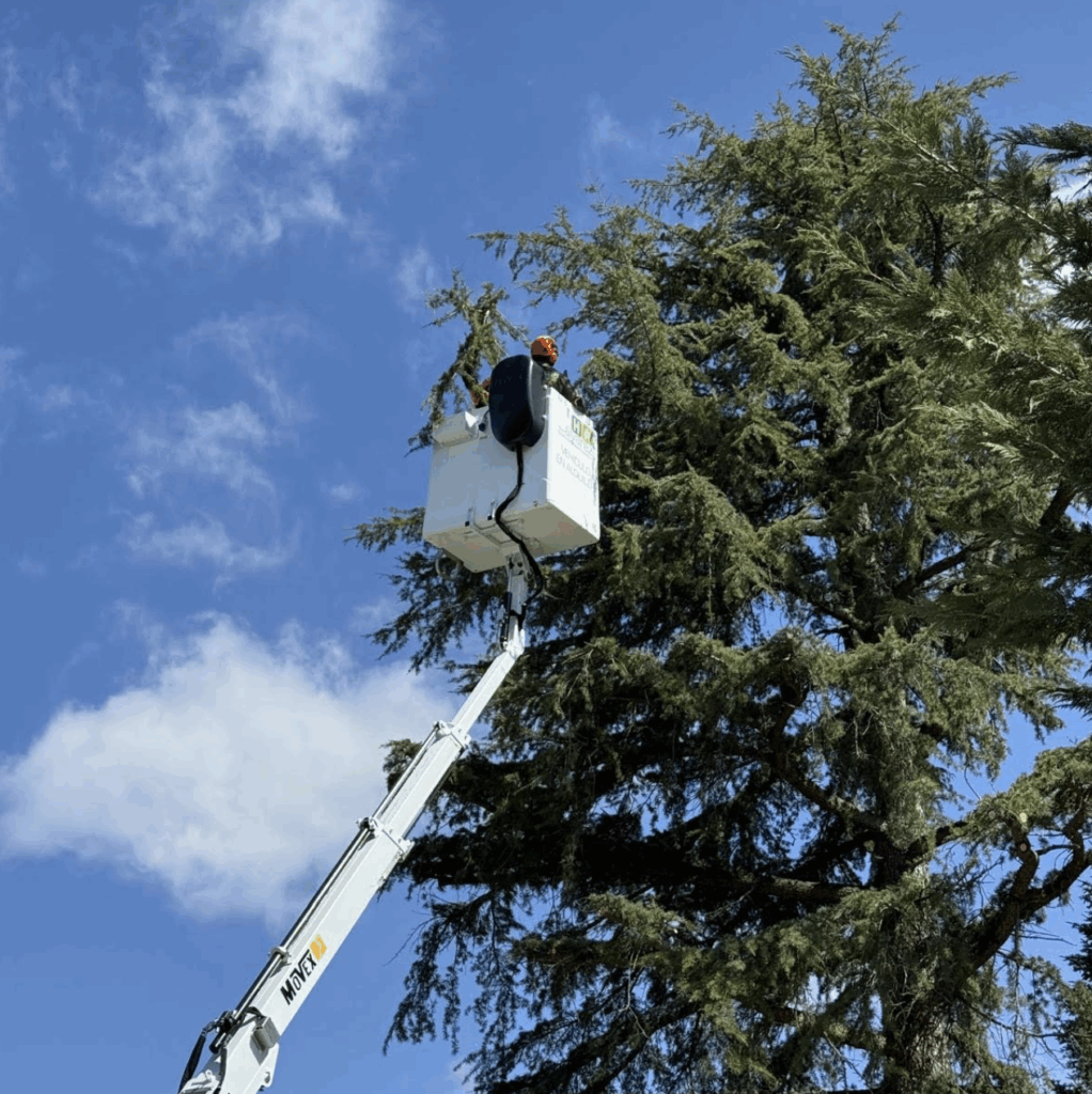 Poda en Altura Jardinespy